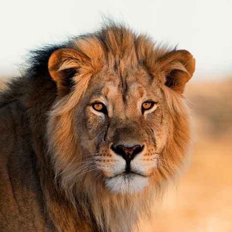 A majestic male lion looking directly into the camera with the setting sun. Panthera Leo, Lions Gate, Male Lion, The Setting Sun, Thick Skin, Setting Sun, Grizzly Bear, Guided Meditation, Big Cats