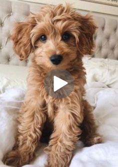 Funny Puppies Video, Funny Puppy Videos, Puppy Videos, Maltipoo Dog, Cute Pug Puppies, Free Puppies, Emotional Response, Elderly Dogs, Maltipoo Puppy