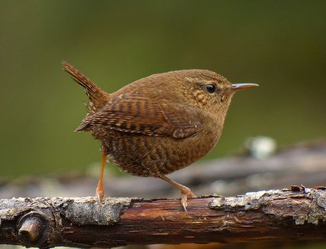 Winter Wren (Troglodytes hiemalis) (in the fog.) Winter Wren, Brown Birds, Jenny Wren, Learning Art, British Birds, Brown Bird, Bird Photos, Chickadees, Kinds Of Birds