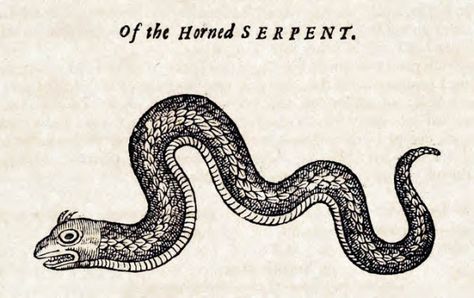 Horned Serpent, 1658 Ink Link, Serpent Tattoo, Medieval Artwork, Snake Drawing, Sea Serpent, Snake Art, Ancient Books, Sea Monsters, Medieval Art