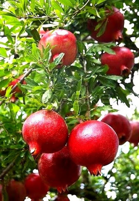 No Dp Images, Plants Reference, Fantasy Fruit, Happy Navratri Images, Pomegranate Fruit, Happy Birthday Wallpaper, Birthday Wallpaper, Home Garden Plants, Fruit Photography