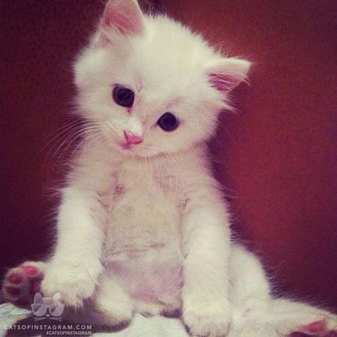 Cute Kittens on Twitter: "Need https://t.co/TMtvob1w5x" White Fluffy Kittens, Cute Cat Photos, Funny Looking Cats, Fluffy Kittens, Cat Photos, Kitten Pictures, White Kittens, Fluffy Cat, Cute Kittens