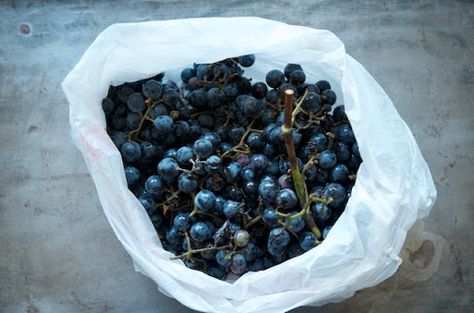 Concord grapes for Concord grape jelly Concord Grape Recipes, Homemade Grape Jelly, Jelly Food, Concord Grape Jelly, Food In Jars, Sugared Grapes, Preserving Recipes, Sugar Free Jam, Grape Jam