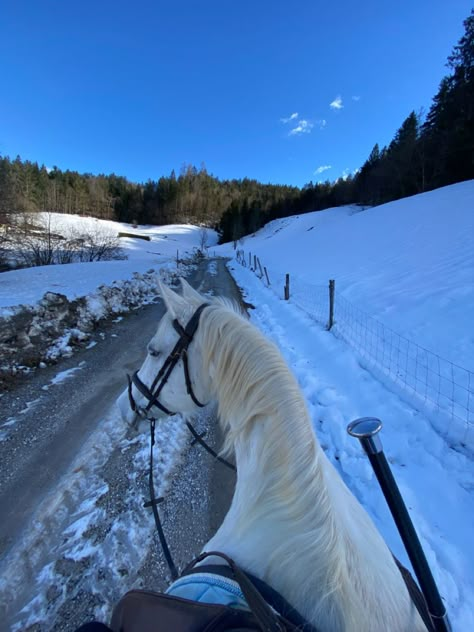 Horse Snow, Horse In Snow, Snow Horse, Horseback Riding Aesthetic, Horses In Snow, Winter Horse, Equestrian Aesthetic, Eventing Horses, Horse Aesthetic