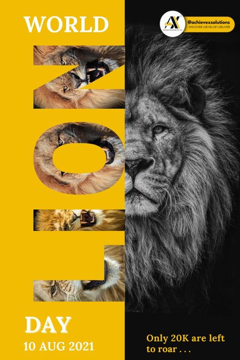 World Lion Day Cool Photo Edits, World Lion Day, Pet Branding, Safari Design, Jr Art, Publicidad Creativa, It Solutions, Graphic Design Lessons, Photo Background Images