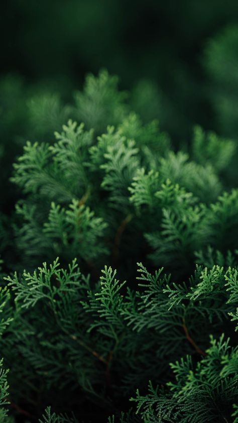 Cypress Tree Aesthetic, Bg Poster, World Wallpaper, Cypress Trees, Ramadan Kareem, Green Wallpaper, Spring Crafts, Green Aesthetic, Aesthetic Iphone Wallpaper