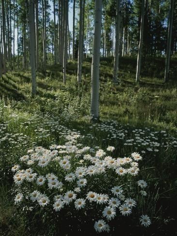 Telluride Colorado, Cottage Core Aesthetic, Aspen Trees, Taylor S, Cottagecore Aesthetic, + Core + Aesthetic, Mellow Yellow, Nature Aesthetic, Green Aesthetic