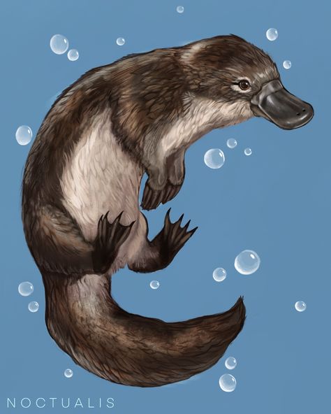 Platypus Painting, Platypus Tattoo, Platypus Drawing, Baby Platypus, Duck Billed Platypus, Logo Youtube, Australia Animals, Australian Wildlife, Platypus