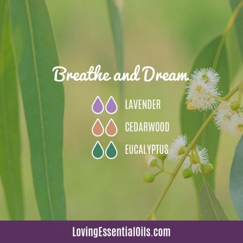 Breathe and Dream diffuser blend by Loving Essential Oils - Cedarwood, lavender, eucalyptus Peppermint Benefits, Essential Oil Diffuser Blends Recipes, Oils For Sleep, Young Living Essential Oils Recipes, Essential Oils For Sleep, Essential Oil Diffuser Recipes, Oil Diffuser Recipes, Cedarwood Oil, Essential Oil Blends Recipes