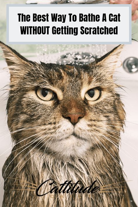 Bathing Cats Tips, Cat Bath Tips, Cat Hygiene Tips, Caring For Cats, Cat Bathing Tips, How To Give A Cat A Bath, How To Bathe A Cat, Cat Hygiene, Cat Knowledge