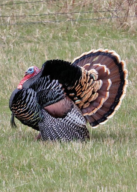 Turkey Bird Photography, Wild Turkeys Pictures, Turkey Photography Bird, Wild Turkey Photography, Turkey Animal, Cute Turkey, Wild Turkey Recipes, Bronze Turkey, Turkey Breeds