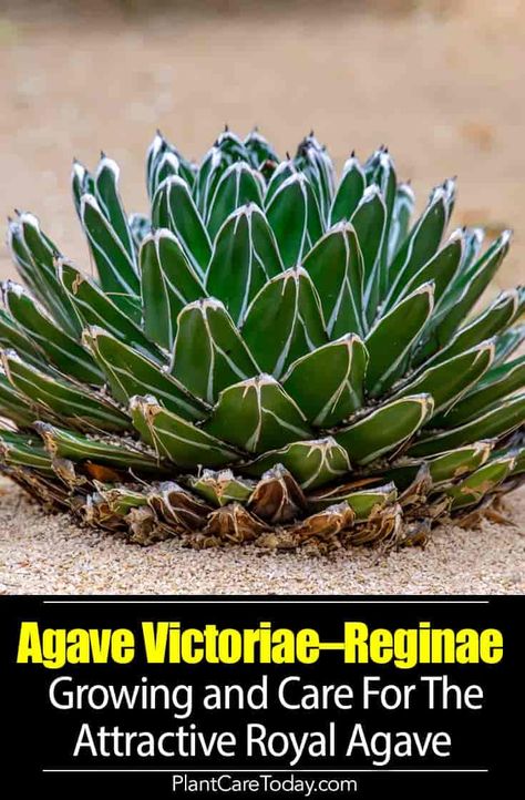 Queen Victoria Agave, Hardy Succulents, Succulent Display, Drought Tolerant Landscape, Succulent Soil, Adorable Kittens, Coastal Gardens, Agave Plant, Growing Succulents