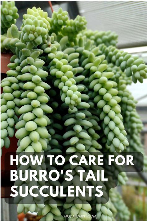 Donkey Tail Plant Care, Donkey Tails Succulents, Donkey Tail Succulent Care, Hanging Succulents Indoor, Burrito Plant, Burros Tail Succulent, Burrows Tail, Donkey Tail Succulent, Burros Tail