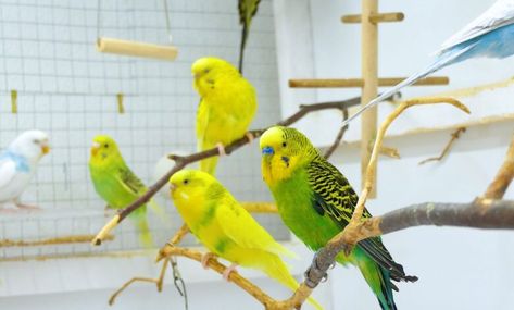 This is the kind of article where you should learn about basic budgie cage setup, and about mistakes everyone makes. Parakeet Cage Setup, Budgie Cage Ideas, Budgie Cage Setup, Budgies Parrot, Budgie Cage, Parakeet Cage, Budgies Bird, Parakeets, Pet Stuff