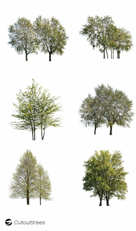 Trees Images, Architectural Trees, Photoshop Landscape, Landscape Architecture Graphics, Tree Photoshop, Architecture Drawing Presentation, Photoshop Rendering, Tree Textures, Photoshop Design Ideas