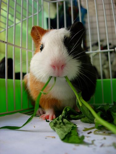 Yummy! Pig Pics, Guinea Pig Breeding, Guinea Pig Cages, Guinea Pigs Funny, Guinea Pig Accessories, Baby Guinea Pigs, Hamster Eating, Guinea Pig Bedding, Pet Guinea Pigs