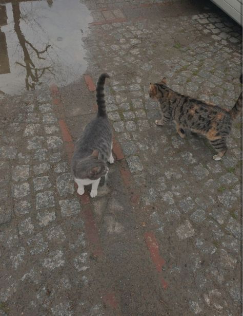 Cat In Rain, Cat In The Rain, Rain Snap, Cute Modest Outfits, Stray Cat, Cat Playing, Rainy Days, Modest Outfits, Rainy Day