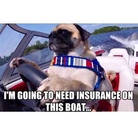 Auto Insurance Humor, Insurance Humor, General Insurance, Insurance Marketing, Dog Insurance, Boat Insurance, Commercial Insurance, Business Insurance, Auto Insurance