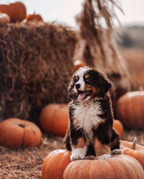 Puppy Fall Photoshoot, Halloween Puppy Photoshoot, Dog Thanksgiving Pictures, Fall Dog Photos, Autumn Dogs, Dog Photoshoot Pet Photography, Puppy Photoshoot, Dog Photography Poses, Fall Photo Props