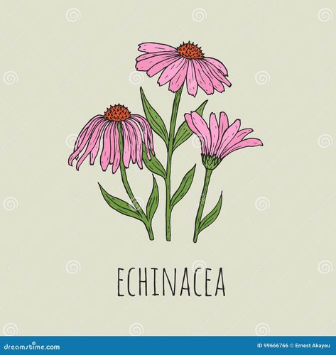 Detailed botanical drawing of elegant pink echinacea flowers growing on green stems. Beautiful blossoming plant hand drawn in vintage style. Floral decorative element. Natural vector illustration Echinacea Flower, Botany Illustration, Botanical Drawing, Narcissus Flower, Flowers Growing, Floral Cards Design, Plant Vector, Hand Drawn Vector Illustrations, Vintage Drawing