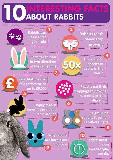 Rabbit Knowledge, Facts About Bunnies, Rabbit Activities, Happy Bunnies, Diy Bunny Cage, Bunny Care Tips, Rabbit Facts, Funny Bunny Videos, Rabbit Stuff