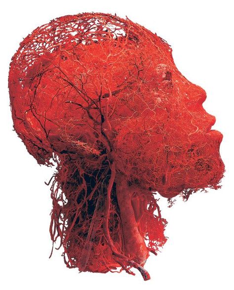 The blood vessels in your head. Gunther Von Hagens, Random Knowledge, Human Head, Anatomy And Physiology, Blood Vessels, Neuroscience, Brain Health, Yoga For Beginners, Nervous System