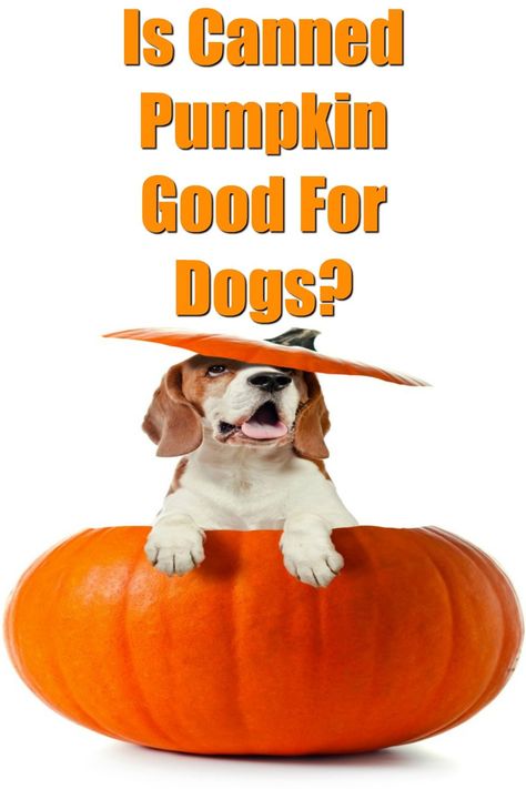 Canned pumpkin can be a nice addition to a dog's diet when given in moderation. It can also be used to make healthy baked and frozen dog treats. Canned pumpkin is low in fat and high in fiber and other good nutrients. Is Canned Pumpkin Good For Dogs? - My Brown Newfies Canned Pumpkin For Dogs, Pumpkin Recipes For Dogs, Can Dogs Eat Pumpkin, Constipated Dog, Holistic Dog Care, Pretty Pets, Frozen Dog Treats, Dogs Tips, Frozen Pumpkin