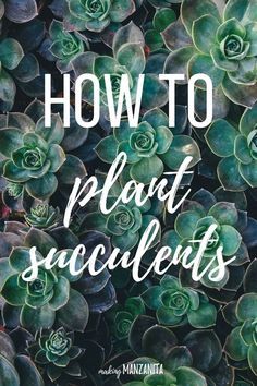 What we did to turn a little flower bed in a fun succulent planter. This will show you exactly how to plant succulents. Plant Succulents, Succulent Garden Design, Easy Plants To Grow, Growing Succulents, Succulent Gardening, Living Modern, Indoor Gardens, Succulents In Containers, Easy Plants