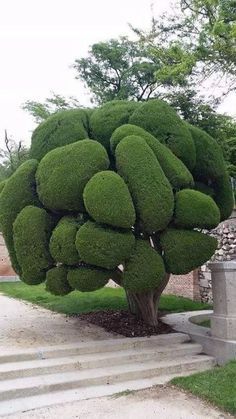 Modern Garden Design Ideas, Weird Trees, Topiary Garden, Modern Garden Design, Garden Design Ideas, Unusual Plants, Unique Trees, Green Tree, Nature Tree