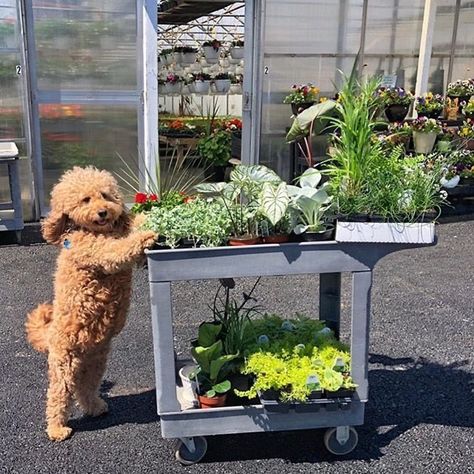 mini goldendoodle A Dog, Nursery, Plants, On Instagram, Instagram