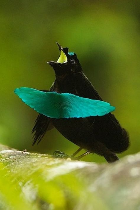 Lophorina superba, Superb Bird-of-paradise, Greater Lophorina, is found mostly in rain forests or forest edges and also mountainous habitats of the forests of Indonesia and Papua New Guinea. It is usually found on top of the trees and travels across the trees to catch its prey which can vary depending on seasonal availability of food. It has not only been known to eat fruits and insects, but also have been spotted preying on larger animals such as frogs, reptiles and other small birds. Greater Bird Of Paradise, Zoo Art, Website Design Inspiration Layout, Wildlife Photos, New Guinea, Bird Of Paradise, Bird Pictures, Birds Of Prey, Small Birds