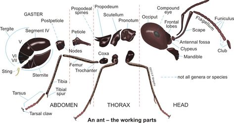 Ant: Ant Body Parts Insect Body Parts, Insect Anatomy, Bug Identification, Technology Lesson Plans, Technology Lesson, Ant Species, Basic Anatomy And Physiology, Baby Bug, Science Illustration