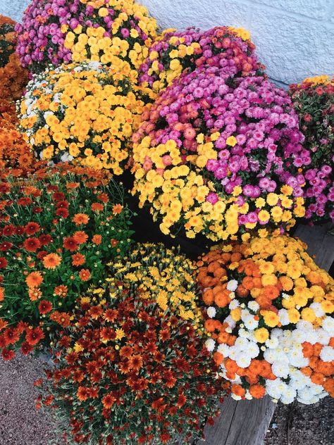 🌼 Fall Mum Pre-Orders Are Here! 🌼 Bring the vibrant colors of fall to your home with locally grown Nebraska mums! Choose from a wide variety of unique colors in single pots or beautiful trios. Pre-orders are open now through September 4, and pick-up begins on September 7. Don’t miss out on these seasonal favorites! 👉 Tap the link to pre-order your mums today and add some autumn charm to your home! https://www.rootedplantco.com/product/potted-mums-pre-order/1797 #FallFlowers #MumSeason #Loc... Mums Aesthetic, Milo Murphy, Potted Mums, Planting Mums, Mum Flower, Fall Mums, Mums Flowers, Colors Of Fall, Fall Garden