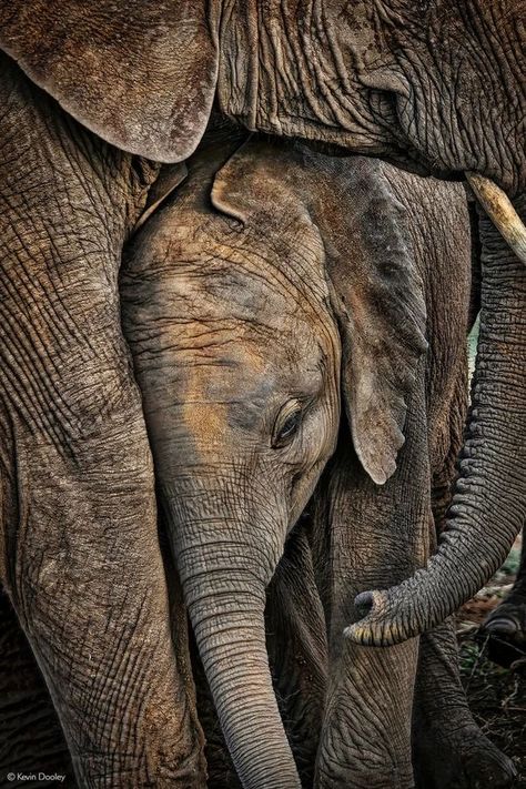 Elephant Photography, Elephant Pictures, Elephants Photos, A Mother's Love, Mother's Love, Mother Baby, Elephant Love, Elephant Lover, Elephant Art