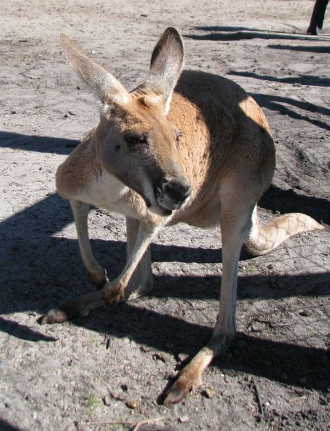 Kangaroo, Caversham Wildlife Park, Perth, Australia Caversham Wildlife Park, Wildlife Park, Perth Australia, Australia Travel, Western Australia, Where To Go, Perth, Kangaroo, Australia