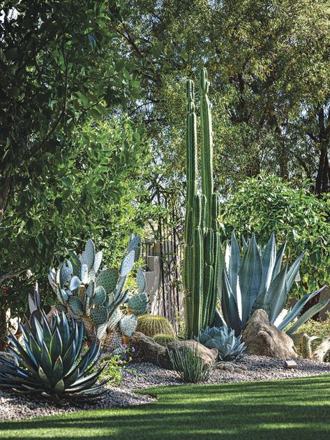 This Enchanting Backyard Takes Cues from Desert Botanical Garden - Phoenix Home & Garden Phoenix Arizona Landscape, Spanish Desert Landscape, Backyard Botanical Garden, Desert Backyard Ideas On A Budget, Az Landscaping Ideas Front Yard, Desert Cottage Garden, Phoenix Home And Garden, Backyard Desert Oasis, Desert Yard Ideas