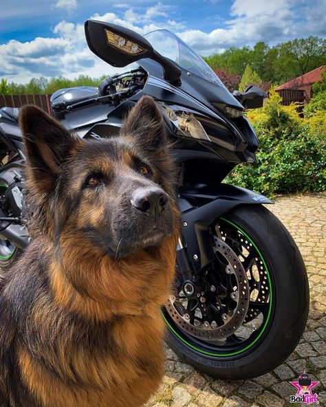 Our last day... Who looks better today? 😂😂😂 X #selfie #selfies #portrait #dog #dogs #dogsofinstagram #german #shepherd #moto #motorcycle… Bike Aesthetic, Dog Photoshoot, Motorcycle Helmets, German Shepherd, Last Day, Selfies, Motorcycles, Bike, Vehicles