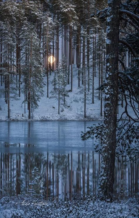 Snowy Wonderland, Forest Dweller, Winter Picture, Winter Romance, Snow Falling, Winter Szenen, Moon Photography, Winter Magic, Winter Scenery