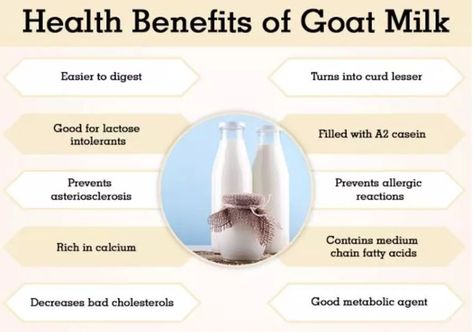 Interested in buying goats? Head over to Big Meadows Farm to place your order now. #GoatsForHealth #GoatMilk Goat Milk Benefits, Benefits Of Goat Milk, Goats Head, Milk Benefits, Food Health Benefits, Bowl Of Cereal, Health Food Store, Lactose Intolerant, Goats Milk