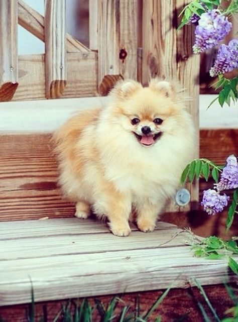 •°•✧ Pinterest - @ Tanyacrumlishx•°•✧ Baby Pomeranian, Cute Pomeranian, Violet Flowers, Pomeranian Dog, Pomeranian Puppy, Blue Merle, Cute Creatures, Little Dogs, Small Dog