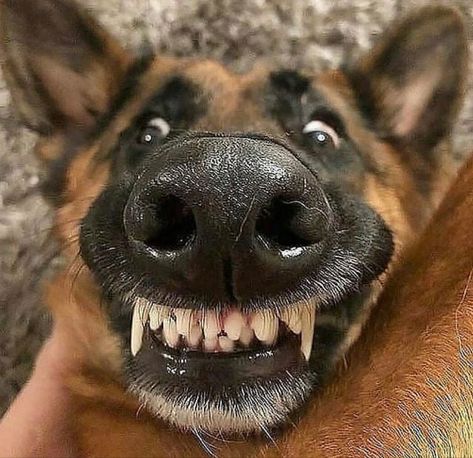 German Shepherd Memes, Funny German Shepherd, German Shepherd Funny, Luxury Dog Collars, Best Dog Training, Luxury Dog, Shepherd Puppies, German Shepherd Puppies, German Shepherds