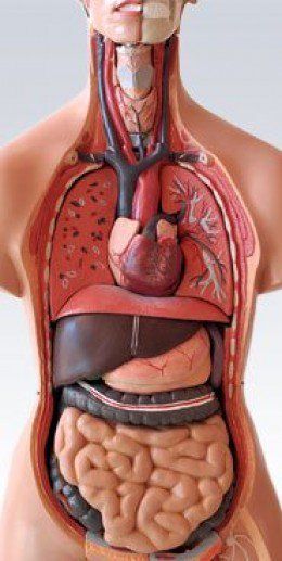 Human Anatomy Model, Human Body Model, Human Digestive System, Human Body Organs, Sistem Pencernaan, Anatomy Models, Human Body Anatomy, Muscle Anatomy, Human Body Systems