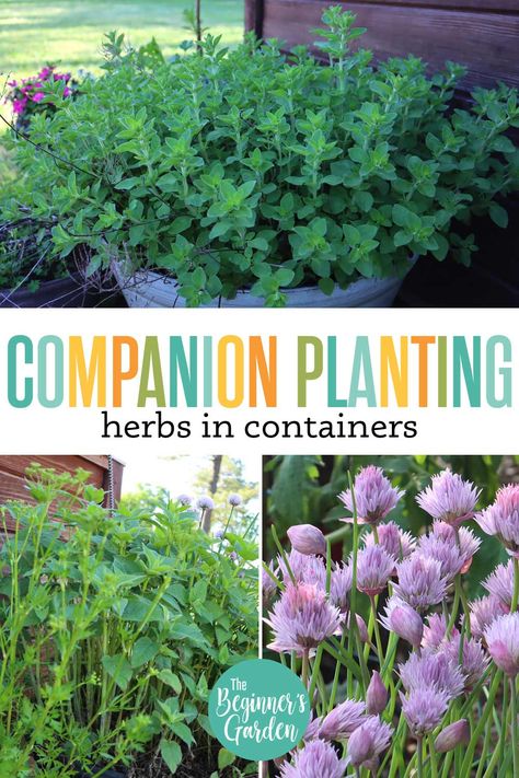 Planting herbs in containers is a great way to get started on your very own container garden. Companion planting of herbs is an excellent way to grow your own fresh and natural ingredients in an easily accessible space. Not only will you have the satisfaction of picking your own herbs, but companion planting herbs can also help to ward off pests and diseases. Click here to learn more about how companion planting herbs in containers can benefit your garden! Planting Herbs In Pots, Companion Planting Herbs, Herb Companion Planting, Herbs In Containers, Herbs In Pots, Companion Gardening, Growing Rosemary, Garden Companion Planting, Herb Containers