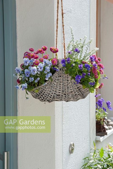 Hanging basket with Viola cornuta, Bellis and Myosotis Spring Baskets, Hanging Wall Baskets, Hanging Plants Outdoor, Farm Show, Plants Outdoor, Plant Photography, Garden Features, Hanging Basket, Basket Ideas