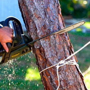 How To Tell If A Tree Needs To Be Cut Down? Tree Stump Killer, Garden Archway, Gazebo Plans, Cheap Pergola, The Family Handyman, Building A Pergola, Tree Felling, Odd Things, Astuces Diy