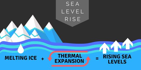 What is causing seal level rise? There are two main factors contributing to sea level rise. The first is thermal expansion caused by warming of the ocean. As water temperature warms, it expands, increasing the volume of ocean water. The second contribution to sea level rise is melting of land based ice. This ice includes glaciers and ice sheets that are melting at increased rates due to warming global temperatures Rising Sea Levels Illustration, Sea Level Rise Illustration, Wall Painting Flowers, Science Diagrams, Rising Sea Levels, Glaciers Melting, Easy Korean Words, Arctic Ice, Greenhouse Effect