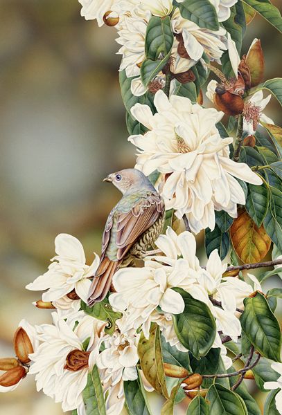 Bird Artists, Porcelain Pottery, Wildlife Artists, Bird Artwork, Realistic Paintings, Color Pencil Art, Watercolor Bird, Antique Porcelain, Watercolor Animals