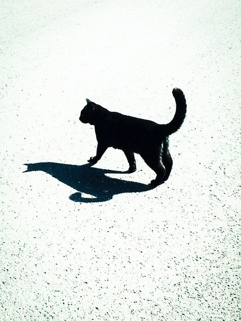 Cat Shadow Drawing, Shadow Cat, Me And My Shadow, Cat Shadow, Shadow Drawing, Curiosity Killed The Cat, My Shadow, Only Me, Shadow Photography