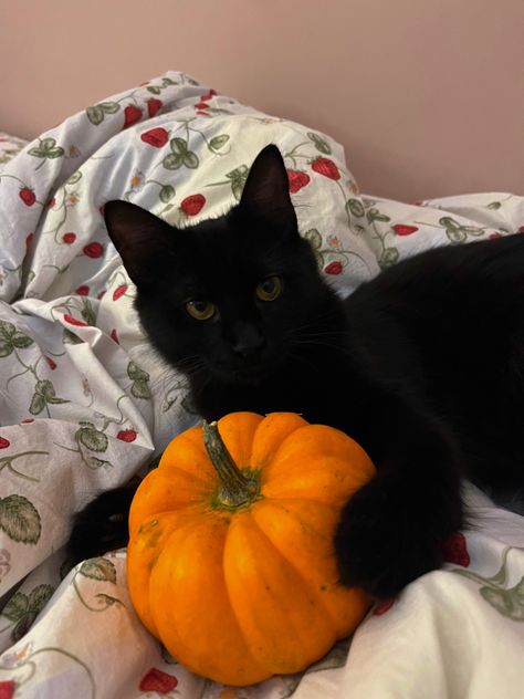 spooky season halloween autumn fall cat pumpkin Cats Photoshoot, Black Cat Pics, October Season, Autumn Cats, Autumn Board, Fall Cats, Emma Style, Born In October, Black Kitty