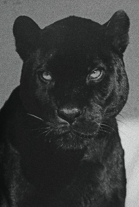 Black Jaguar Aesthetic, Jaguar Aesthetic, Black Jaguar, Aesthetic Background, Vintage Inspiration, Aesthetic Backgrounds, Big Cats, Wall Collage, Jaguar